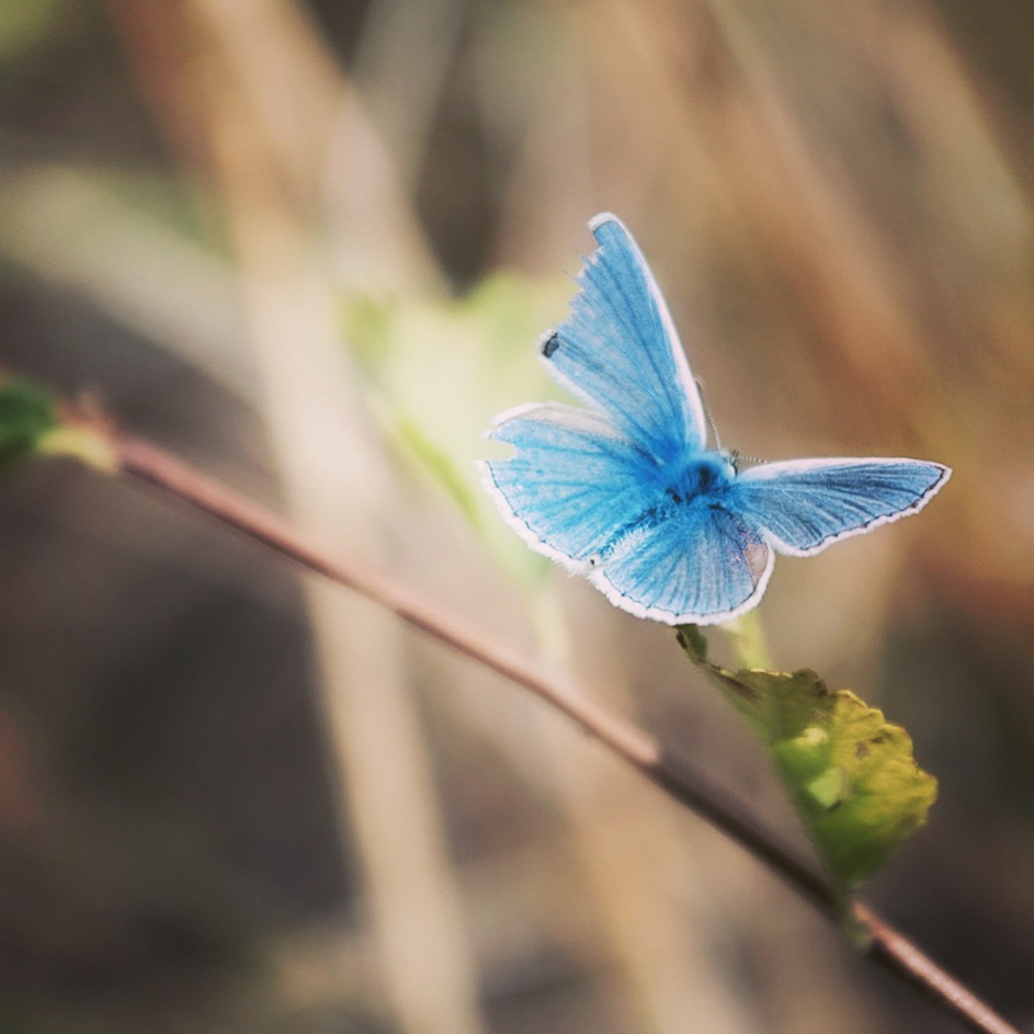 L'azuré bleu céleste