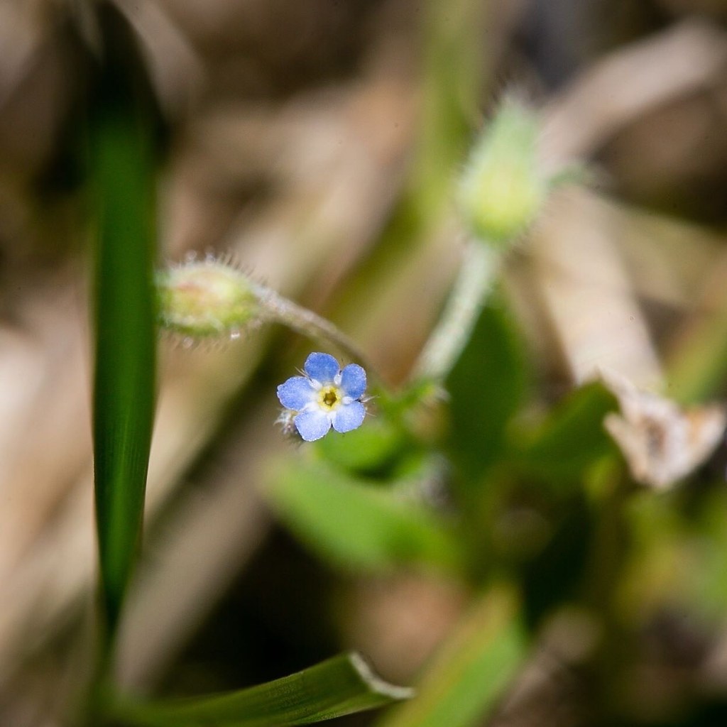Minuscule véronique des prés