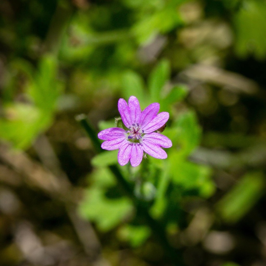 Petit géranium sauvage