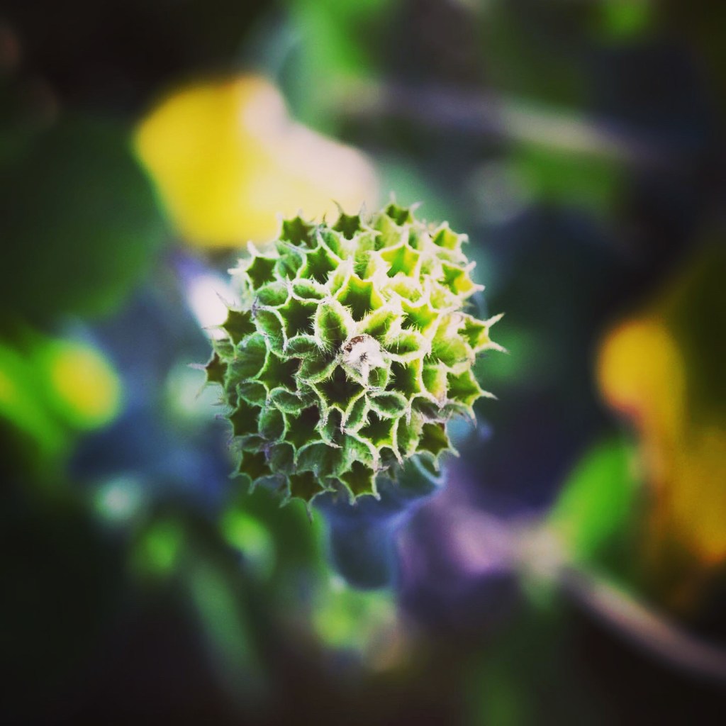 La sauge de Jerusalem